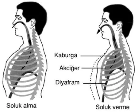 Diksiyon Nedir FOTO: Diksiyon Nedir ?